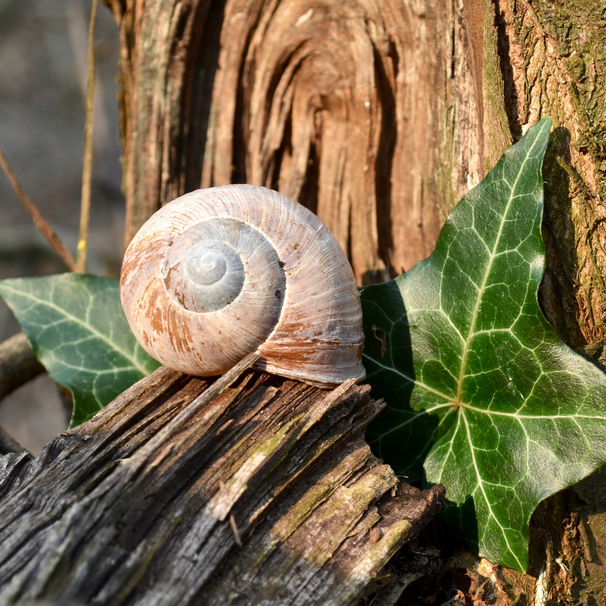 Close-up of natural snail shell on wood and ivy leaf — symbol of nature and purity inspiring HeliRoyal Plus snail mucin skincare.